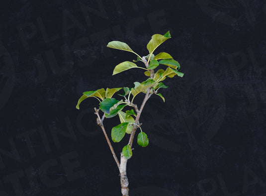 Dorsett Golden Apple