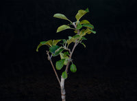 Dorsett Golden Apple