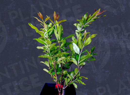 Cutting Wood of Pomegranate - Double Red (Ornamental)