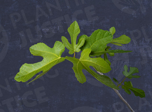 Dumanli Kara Fig