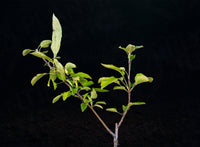 Dutch Mignonne Apple