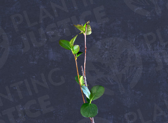 Dwarf Aronia