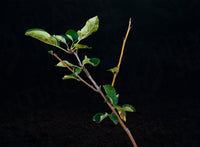 Early Summer Red Apple