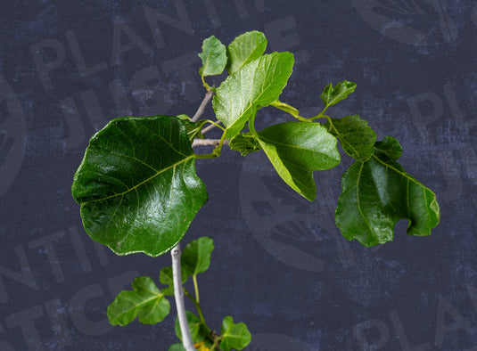 Easton Vasilika Fig