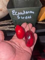 Ecuadorian Sweet Red Rocoto Perennial Pepper