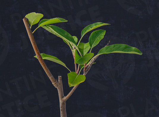 Einshemer Apple