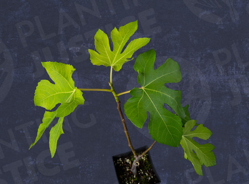 Load image into Gallery viewer, Emalyn's Purple Fig
