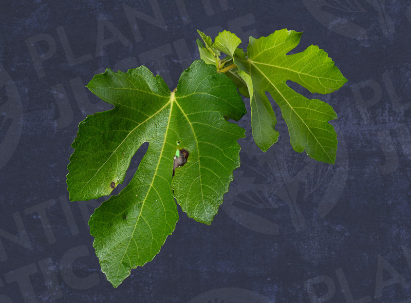 Load image into Gallery viewer, Emalyn's Purple Fig
