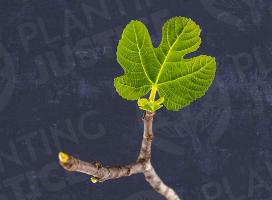 Excel Fig
