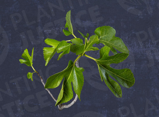 Fico Gentile (FL) Fig