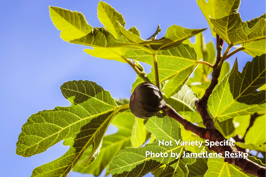 Brown Turkey Fig