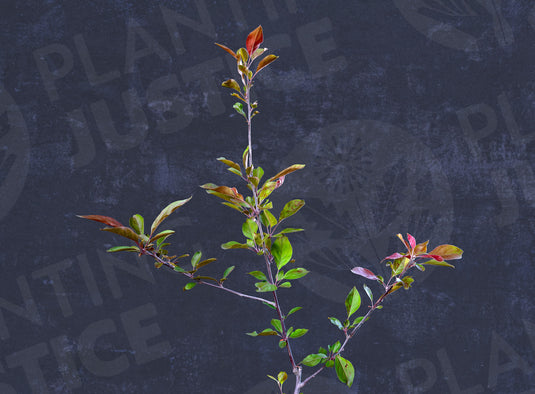 Firecracker Goji