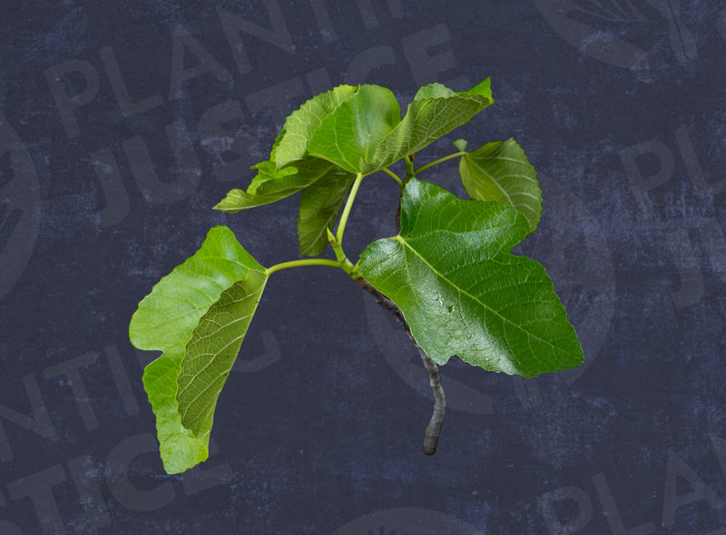 Load image into Gallery viewer, Flanders Fig
