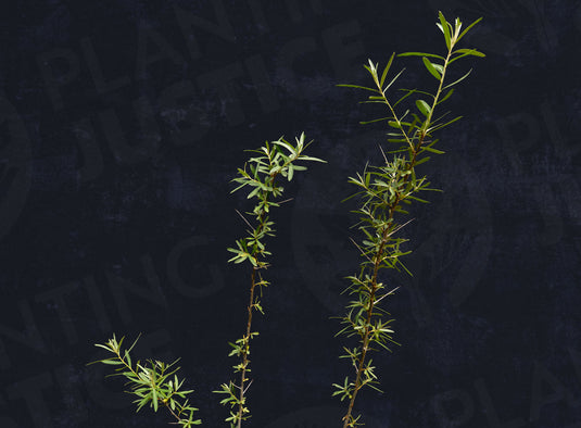 Frugana Sea Berry (Hippophae rhamnoides)