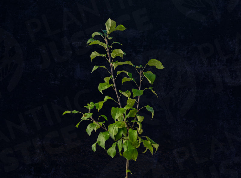 Load image into Gallery viewer, Garden Delicious Dwarf Apple
