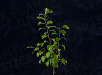 Garden Delicious Dwarf Apple