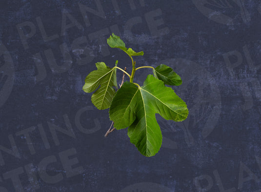 GM 149A Gozo Rose Fig