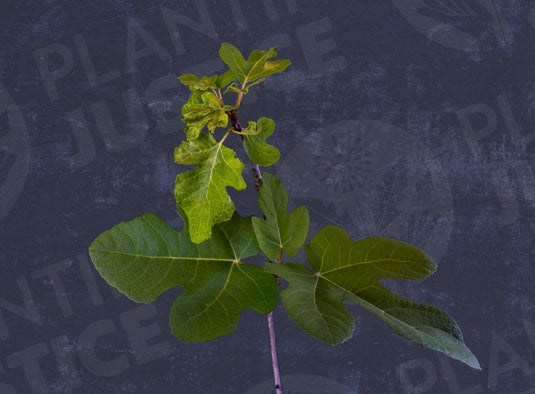 GM 153 Fig