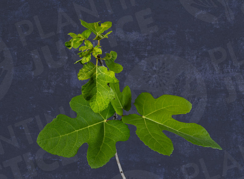 Load image into Gallery viewer, GM 153 Fig
