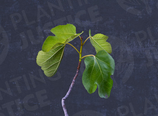 GM 304 Fig