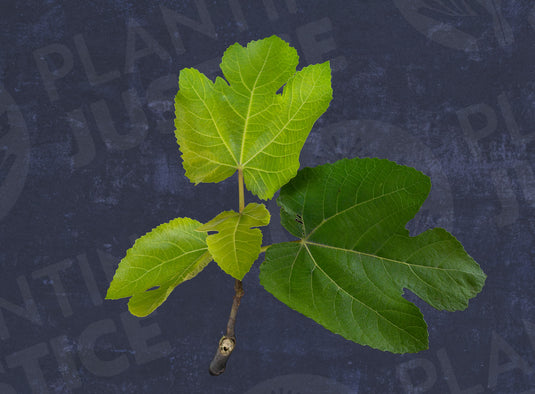 Galicia Negra Fig