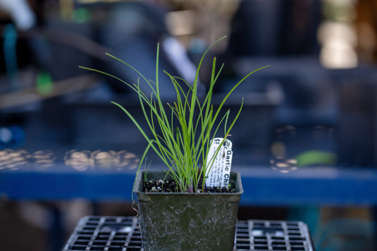 Garlic Chives