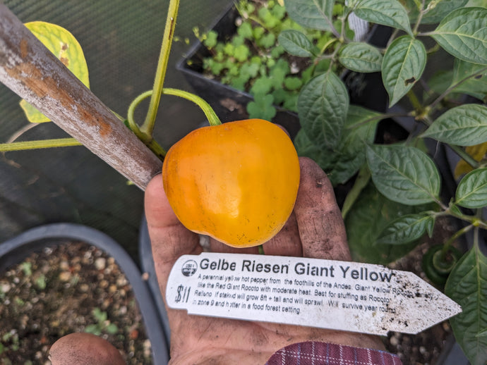 Gelbe Riesen Giant Yellow Rocoto