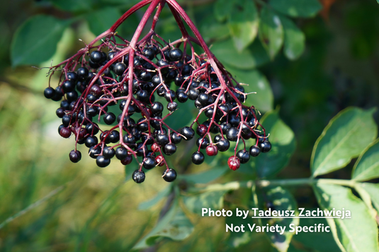 Bunch of ripe elderberries on a branch with green leaves in the background