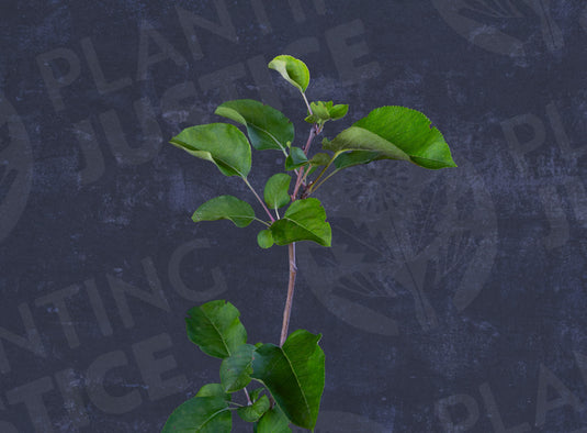 Ginger Gold® Apple