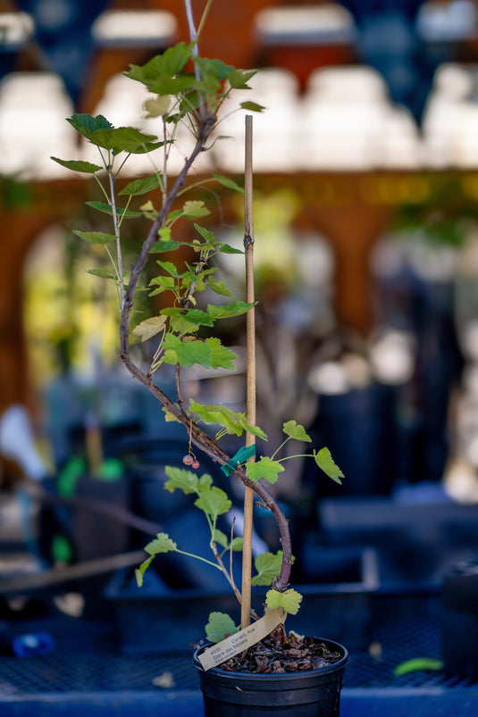 Glorie des Sablons, Pink Currant