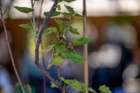 Glorie des Sablons, Pink Currant