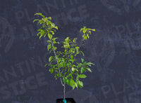Golden Delight Cherry Plum
