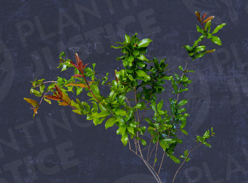 Load image into Gallery viewer, Cutting Wood of Pomegranate - Golden Globe

