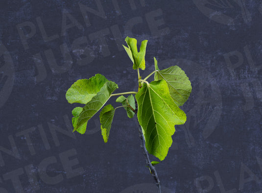 Golden Riverside Fig