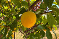 Mother Farm Fruit - Golden Delight Cherry Plum