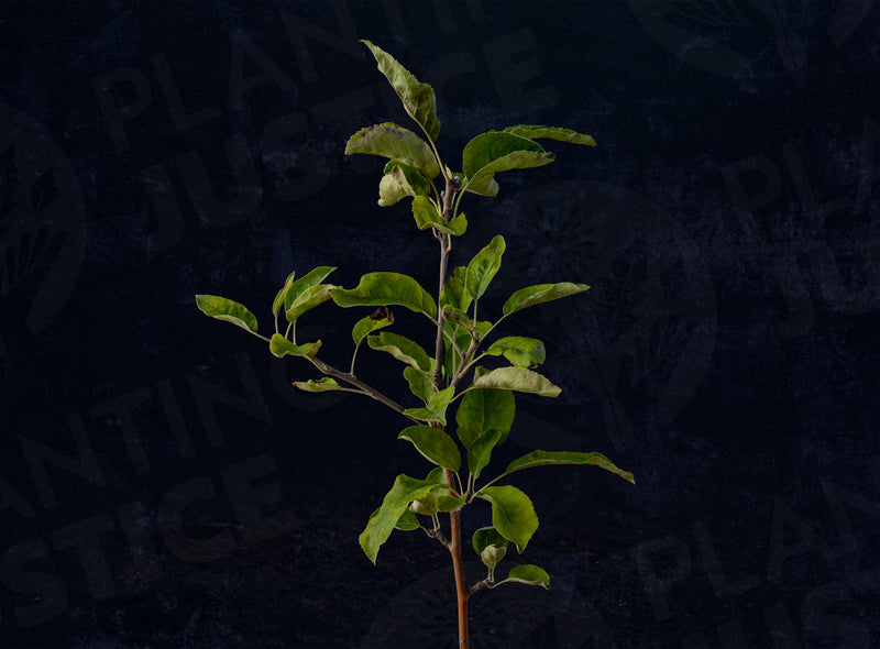 Load image into Gallery viewer, Granny Smith Apple
