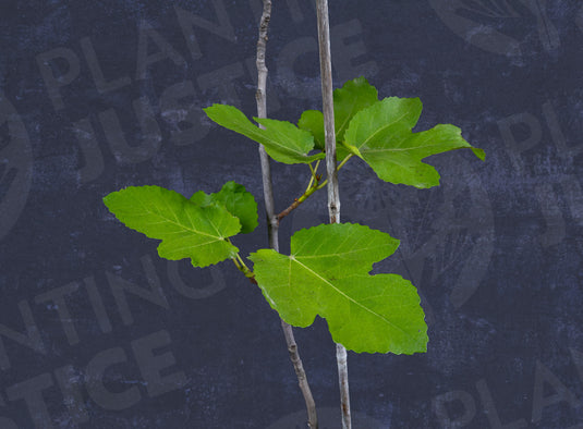 Green Ischia Fig
