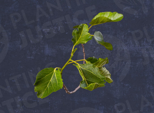 Green Nazareth Fig
