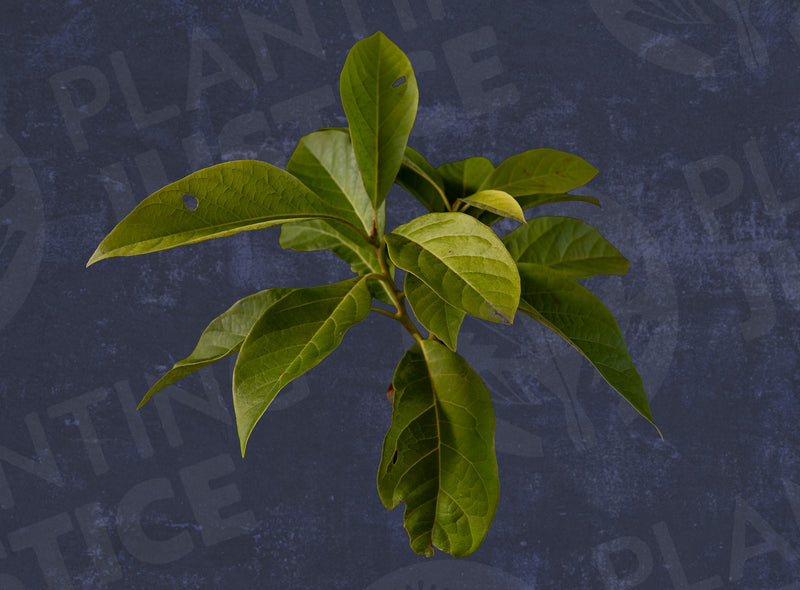Load image into Gallery viewer, Gwen Avocado
