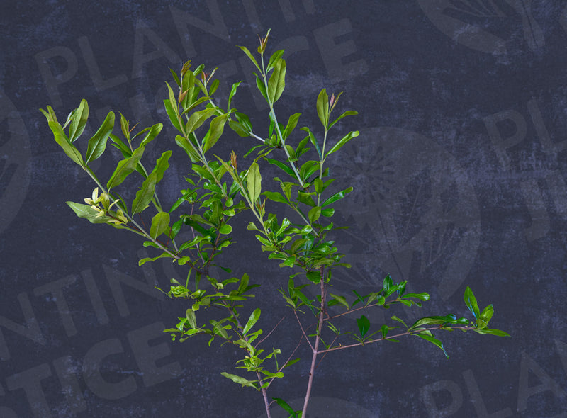 Load image into Gallery viewer, Haku-Botan Pomegranate
