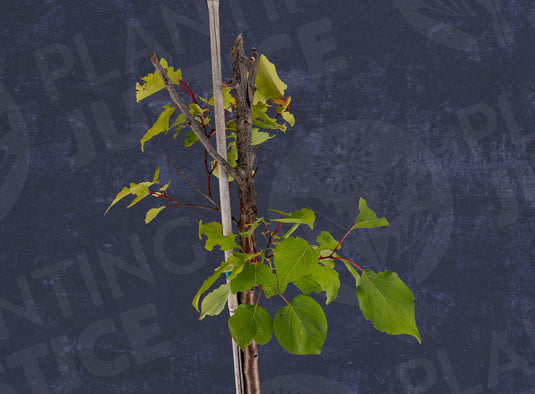Harcot Apricot