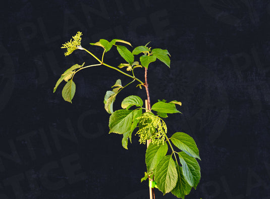 Cutting Wood of Elderberry - Haschberg
