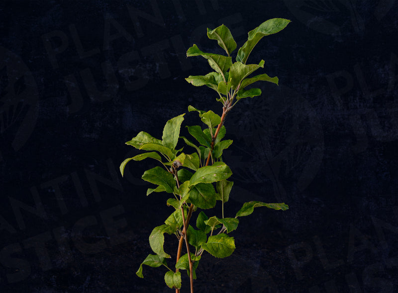 Load image into Gallery viewer, Hauer Pippin Apple
