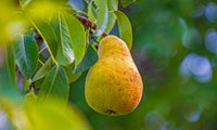 HoneySweet Pear