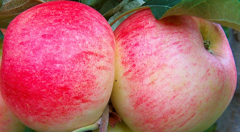 Load image into Gallery viewer, Honeycrisp™ Apple
