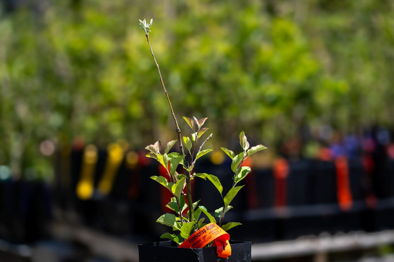 Load image into Gallery viewer, Honeycrisp™ Apple
