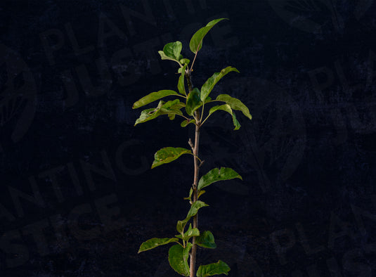 Hudson's Golden Gem Apple