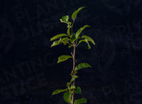 Hudson's Golden Gem Apple