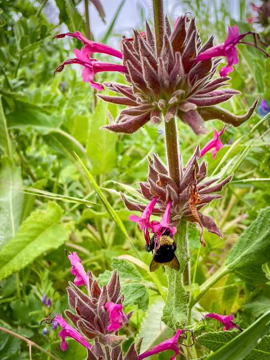 Hummingbird Sage