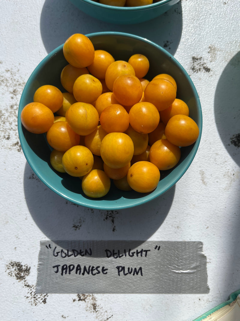 Load image into Gallery viewer, Mother Farm Fruit - Golden Delight Cherry Plum
